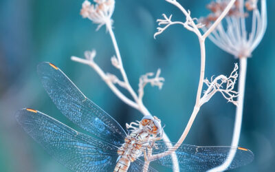 Tips voor de Talentgerichte sollicitant!