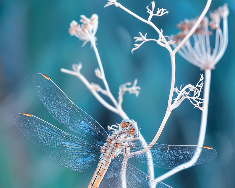 Tips voor de Talentgerichte sollicitant!