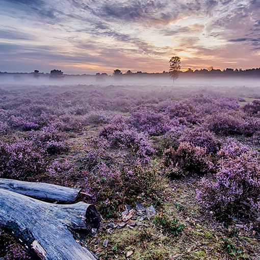 Heide landschap met mist foto door Joran Quinten-unsplash