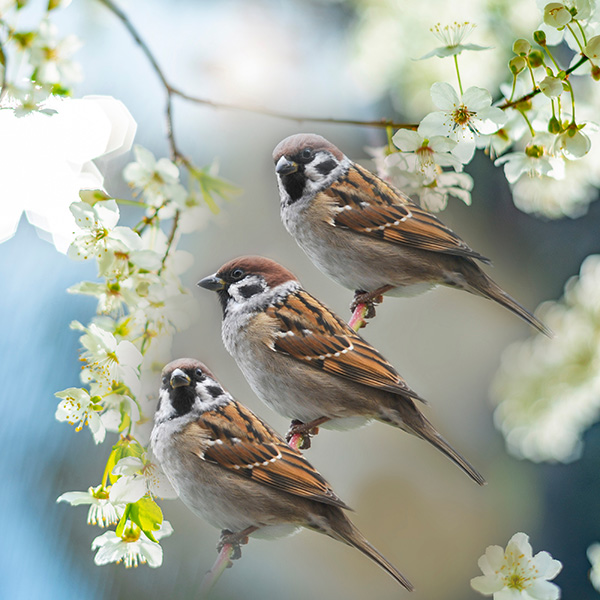 Mussen op een tak in lente