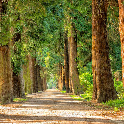 Zonlicht op je (bos)pad